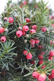 Attēlu rezultāti vaicājumam “Taxus”