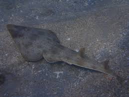 Image result for Pseudobatos lentiginosus