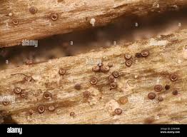 Attēlu rezultāti vaicājumam “Licea minima macro”