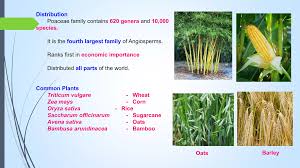 Attēlu rezultāti vaicājumam “Gramineae”