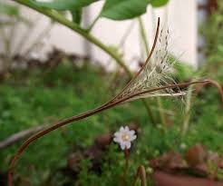 Attēlu rezultāti vaicājumam “Epilobium palustre fruit”