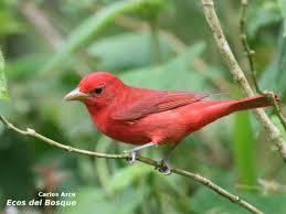 Image result for Piranga rubra