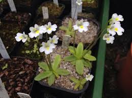 Attēlu rezultāti vaicājumam “Pinguicula alpina”