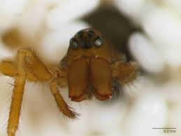 Attēlu rezultāti vaicājumam “Linyphiidae”