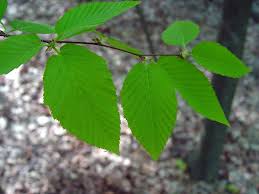 Attēlu rezultāti vaicājumam “Betula alleghaniensis leaf”
