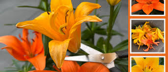 Image result for Lilie