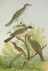 Attēlu rezultāti vaicājumam “Sylvia nisoria”