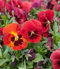 Image result for Viola cornuta