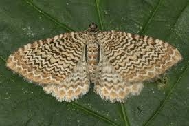 Attēlu rezultāti vaicājumam “Hydria undulata”