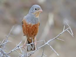 Image result for Emberiza caesia