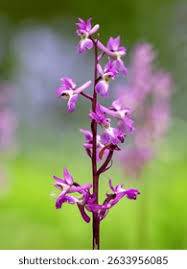 Attēlu rezultāti vaicājumam “Orchis mascula leaf”