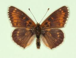 Attēlu rezultāti vaicājumam “Melitaea cinxia upperside”