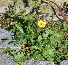 Attēlu rezultāti vaicājumam “Ranunculus auricomus”