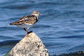 Attēlu rezultāti vaicājumam “Arenaria interpres adult”