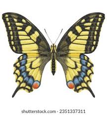 Attēlu rezultāti vaicājumam “Papilio machaon underside”