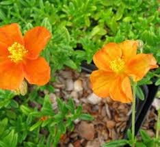 Attēlu rezultāti vaicājumam “Helianthemum x hybridum flower”