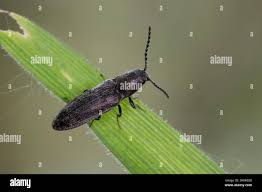 Attēlu rezultāti vaicājumam “Cidnopus aeruginosus”