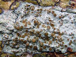 Attēlu rezultāti vaicājumam “Lecanora argentata”