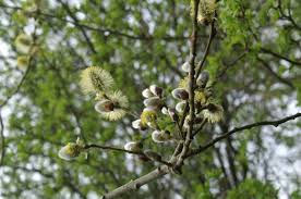Attēlu rezultāti vaicājumam “Salix caprea male flower”
