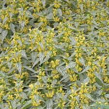 Attēlu rezultāti vaicājumam “Lamiastrum galeobdolon flower”