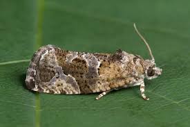 Attēlu rezultāti vaicājumam “Eudemis porphyrana”