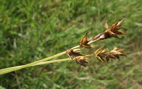 Attēlu rezultāti vaicājumam “Carex spicata”