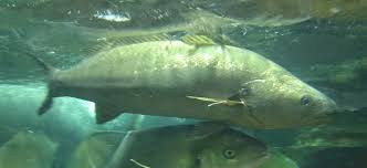 Image result for Argyrosomus japonicus