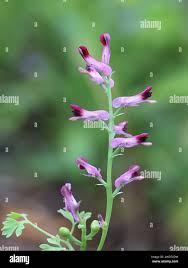 Image result for Fumaria officinalis