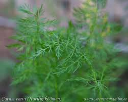 Attēlu rezultāti vaicājumam “Carum carvi leaf”