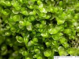 Attēlu rezultāti vaicājumam “Jungermannia sphaerocarpa”