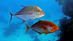 Image result for Caranx melampygus