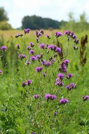 Attēlu rezultāti vaicājumam “Serratula tinctoria flower”