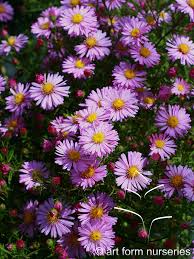 Image result for Aster novi-belgii
