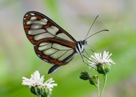 Attēlu rezultāti vaicājumam “Depressaria olerella imago”