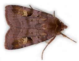 Attēlu rezultāti vaicājumam “Diarsia brunnea”