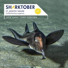 Image result for Callorhinchus capensis