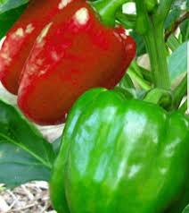 Afbeeldingsresultaat voor yolo wonder sweet pepper