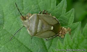 Attēlu rezultāti vaicājumam “Chlorochroa pinicola”