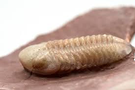 Attēlu rezultāti vaicājumam “Laccognathus panderi”