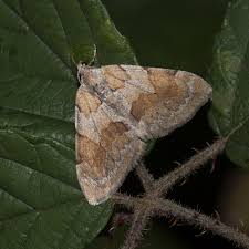 Attēlu rezultāti vaicājumam “Pennithera firmata”