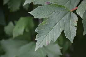 Attēlu rezultāti vaicājumam “Viburnum opulus leaf”