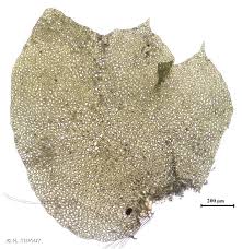 Attēlu rezultāti vaicājumam “Trilophozia quinquedentata”