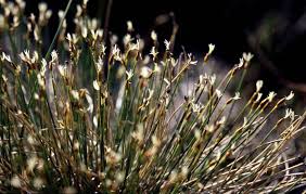 Attēlu rezultāti vaicājumam “Trichophorum cespitosum fruit”