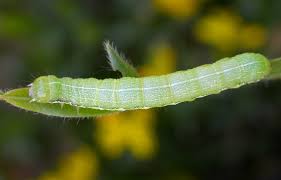 Attēlu rezultāti vaicājumam “Orthosia incerta”