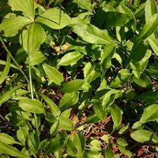 Attēlu rezultāti vaicājumam “Campanula persicifolia bud”