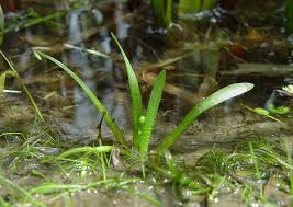 Attēlu rezultāti vaicājumam “Saelania glaucescens sporophyte”