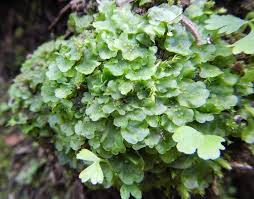 Attēlu rezultāti vaicājumam “Pellia neesiana”