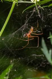 Attēlu rezultāti vaicājumam “Aranei”