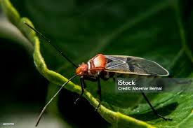 Attēlu rezultāti vaicājumam “Lygaeidae”