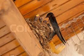 Attēlu rezultāti vaicājumam “Delichon urbicum nest”